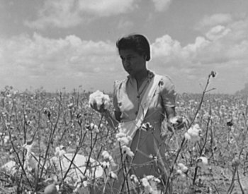Image: Photo of girl harvesting cotton crop by Howard R. Hollem, 1942. From the Library of Congress.